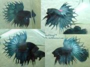 Crowntail Betta