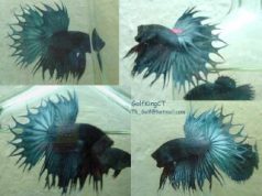 Crowntail Betta