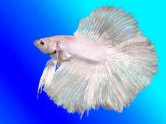 Albino Betta