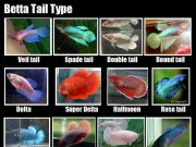 Betta Fin Types and Colors