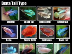 Betta Fin Types and Colors