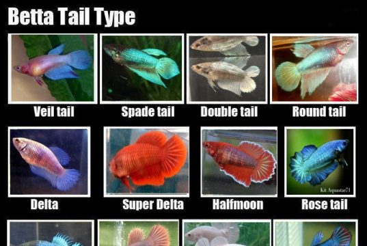 Betta Fin Types and Colors
