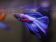 Top 10 Most Frequently Asked Questions on Betta Fish Explained