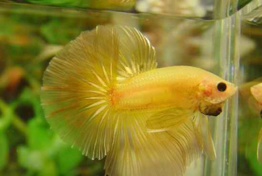 Halfmoon Betta