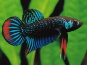 Wild Betta