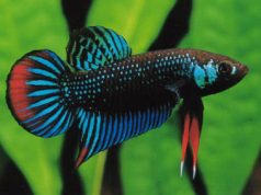 Wild Betta
