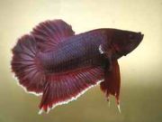 Plakat Betta