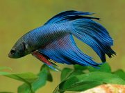 Betta Fish Feeding Frequency