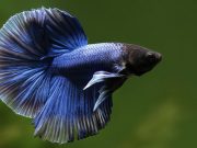 Betta Fish Food – Essentials