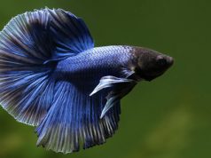 Betta Fish Food – Essentials