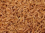 Betta Feeding – Essential Betta Fish Foods Types Betta Fish Foods