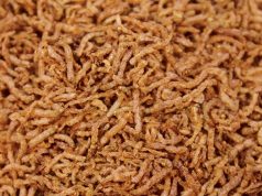 Betta Feeding – Essential Betta Fish Foods Types Betta Fish Foods